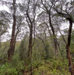 Eucalyptus radiata subsp. radiata (Narrow-leaved Peppermint) at Tallaganda State Forest - 16 Feb 2024 by Tapirlord