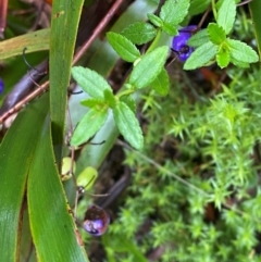 Gonocarpus teucrioides (Germander Raspwort) at Tallaganda National Park - 16 Feb 2024 by Tapirlord