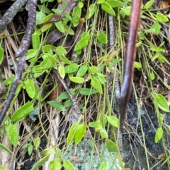 Einadia nutans subsp. nutans (Climbing Saltbush) at Tallaganda National Park - 16 Feb 2024 by Tapirlord