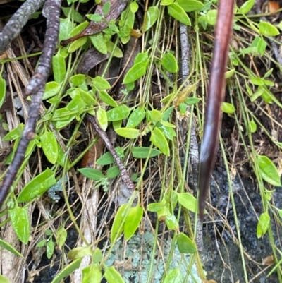 Einadia nutans subsp. nutans (Climbing Saltbush) at Tallaganda National Park - 16 Feb 2024 by Tapirlord