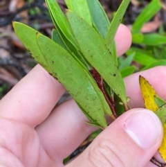 Persoonia silvatica (Forest Geebung) at QPRC LGA - 16 Feb 2024 by Tapirlord