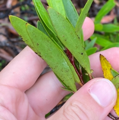 Persoonia silvatica (Forest Geebung) at Harolds Cross, NSW - 16 Feb 2024 by Tapirlord
