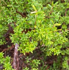 Leucopogon gelidus at Tallaganda National Park - 16 Feb 2024 by Tapirlord