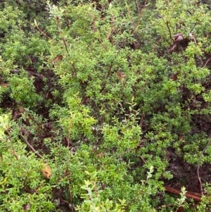 Leucopogon gelidus at QPRC LGA - 16 Feb 2024 11:02 AM