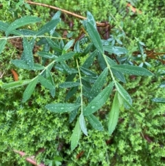 Pimelea ligustrina subsp. ligustrina (Tall Rice Flower) at Tallaganda State Forest - 16 Feb 2024 by Tapirlord