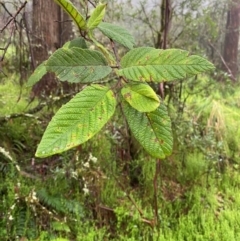 Pomaderris aspera (Hazel Pomaderris) at Tallaganda State Forest - 15 Feb 2024 by Tapirlord