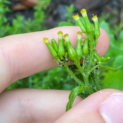Senecio biserratus (Jagged Fireweed) at QPRC LGA - 16 Feb 2024 by Tapirlord