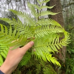 Cyathea australis subsp. australis (Rough Tree Fern) at Tallaganda State Forest - 15 Feb 2024 by Tapirlord