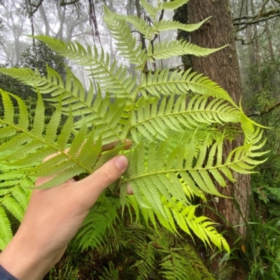 Cyathea australis subsp. australis (Rough Tree Fern) at Tallaganda State Forest - 15 Feb 2024 by Tapirlord