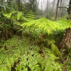 Cyathea australis subsp. australis at Tallaganda State Forest - 16 Feb 2024