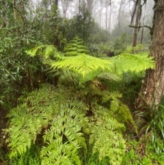 Cyathea australis subsp. australis at Tallaganda State Forest - suppressed