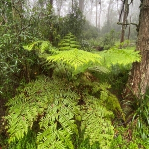 Cyathea australis subsp. australis at Tallaganda State Forest - 16 Feb 2024