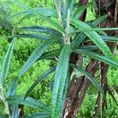 Olearia megalophylla (Large-leaf Daisy-bush) at QPRC LGA - 15 Feb 2024 by Tapirlord