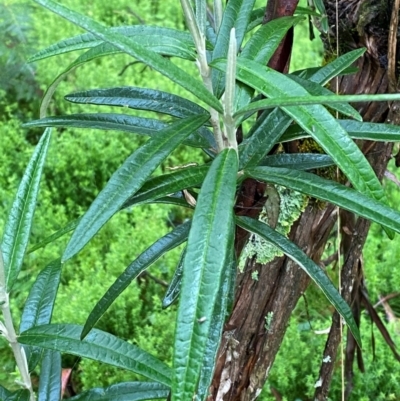 Olearia megalophylla (Large-leaf Daisy-bush) at QPRC LGA - 15 Feb 2024 by Tapirlord