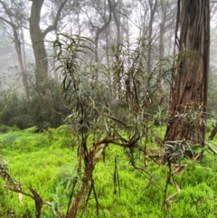 Olearia megalophylla at QPRC LGA - 16 Feb 2024