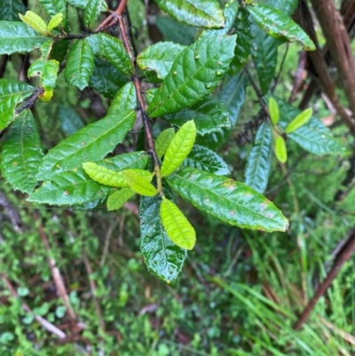 Elaeocarpus holopetalus (Black Olive Berry) at Tallaganda State Forest - 15 Feb 2024 by Tapirlord