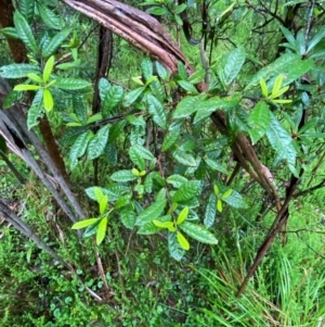 Elaeocarpus holopetalus at QPRC LGA - 16 Feb 2024
