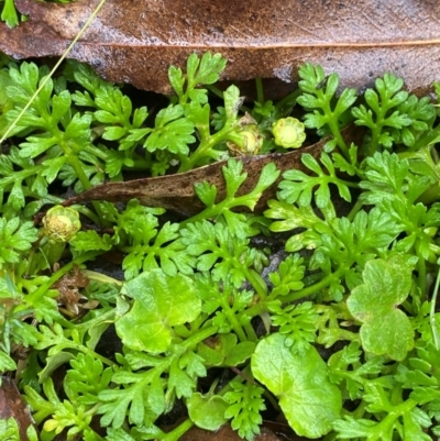 Leptinella filicula (Mountain Cotula) at Tallaganda State Forest - 16 Feb 2024 by Tapirlord