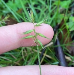 Australopyrum pectinatum (Comb Wheat Grass) at Tallaganda State Forest - 15 Feb 2024 by Tapirlord