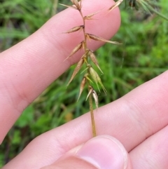 Australopyrum pectinatum at Tallaganda State Forest - 16 Feb 2024