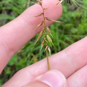 Australopyrum pectinatum at Tallaganda State Forest - 16 Feb 2024