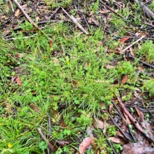 Australopyrum pectinatum at Tallaganda State Forest - 16 Feb 2024