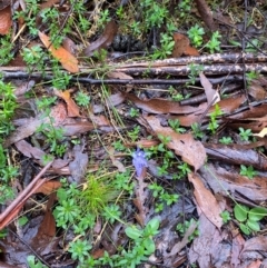 Wahlenbergia gloriosa at QPRC LGA - 16 Feb 2024