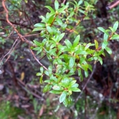 Leucopogon gelidus at Tallaganda National Park - 15 Feb 2024 by Tapirlord