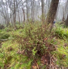 Leucopogon gelidus at QPRC LGA - 16 Feb 2024