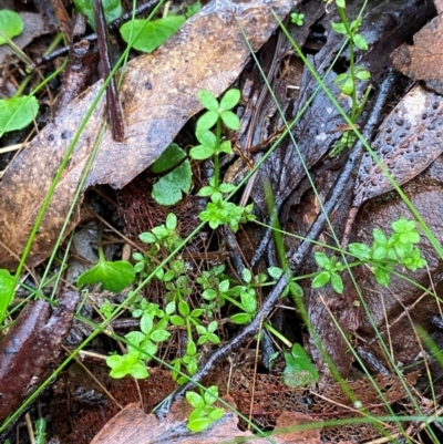 Galium leiocarpum (Maori Bedstraw) at Harolds Cross, NSW - 15 Feb 2024 by Tapirlord