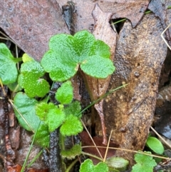 Hydrocotyle hirta (Hairy Pennywort) at Harolds Cross, NSW - 15 Feb 2024 by Tapirlord