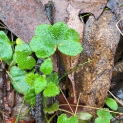 Hydrocotyle hirta (Hairy Pennywort) at QPRC LGA - 16 Feb 2024 by Tapirlord