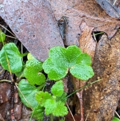 Hydrocotyle hirta at QPRC LGA - 16 Feb 2024