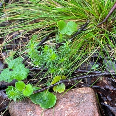 Asperula scoparia (Prickly Woodruff) at QPRC LGA - 16 Feb 2024 by Tapirlord