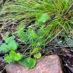 Asperula scoparia (Prickly Woodruff) at Tallaganda National Park - 15 Feb 2024 by Tapirlord