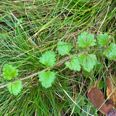 Veronica calycina (Hairy Speedwell) at Tallaganda National Park - 15 Feb 2024 by Tapirlord