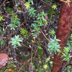 Acrotriche leucocarpa (Tall Acrotriche) at Tallaganda National Park - 15 Feb 2024 by Tapirlord