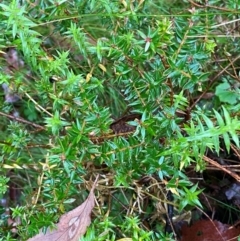 Acrotriche leucocarpa at QPRC LGA - 16 Feb 2024