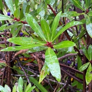 Tasmannia lanceolata at QPRC LGA - 16 Feb 2024