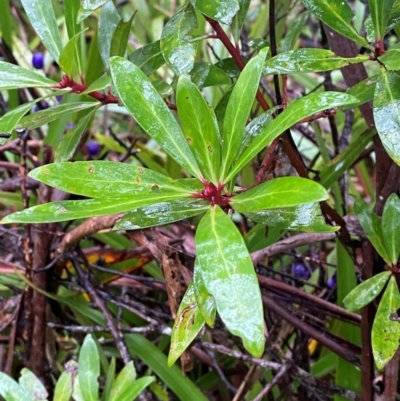 Tasmannia lanceolata (Mountain Pepper) at Tallaganda National Park - 15 Feb 2024 by Tapirlord