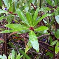 Tasmannia lanceolata (Mountain Pepper) at Tallaganda National Park - 15 Feb 2024 by Tapirlord