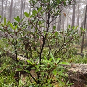 Tasmannia lanceolata at QPRC LGA - 16 Feb 2024