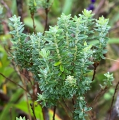 Acrothamnus hookeri (Mountain Beard Heath) at QPRC LGA - 16 Feb 2024 by Tapirlord
