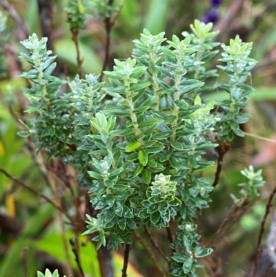 Acrothamnus hookeri (Mountain Beard Heath) at QPRC LGA - 16 Feb 2024 by Tapirlord