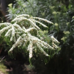 Unidentified Other Shrub at Cook, ACT - 3 Jan 2023 by Tammy