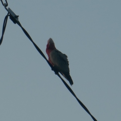 Eolophus roseicapilla (Galah) at Lyons, ACT - 30 Mar 2024 by ran452