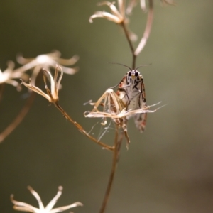 Utetheisa (genus) at Namadgi National Park - 25 Feb 2024