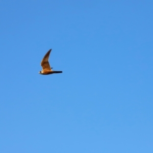 Falco longipennis at Molonglo River Reserve - 31 Mar 2024 08:44 AM