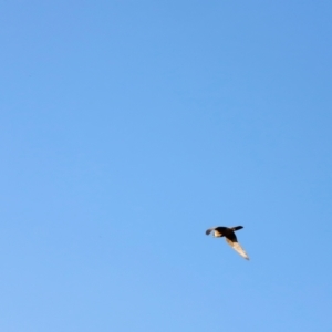 Falco longipennis at Molonglo River Reserve - 31 Mar 2024