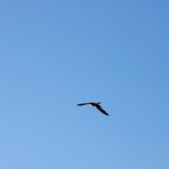 Falco longipennis at Molonglo River Reserve - 31 Mar 2024